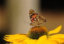 &quot;Cheap Flower Delivery Sacramento Ca